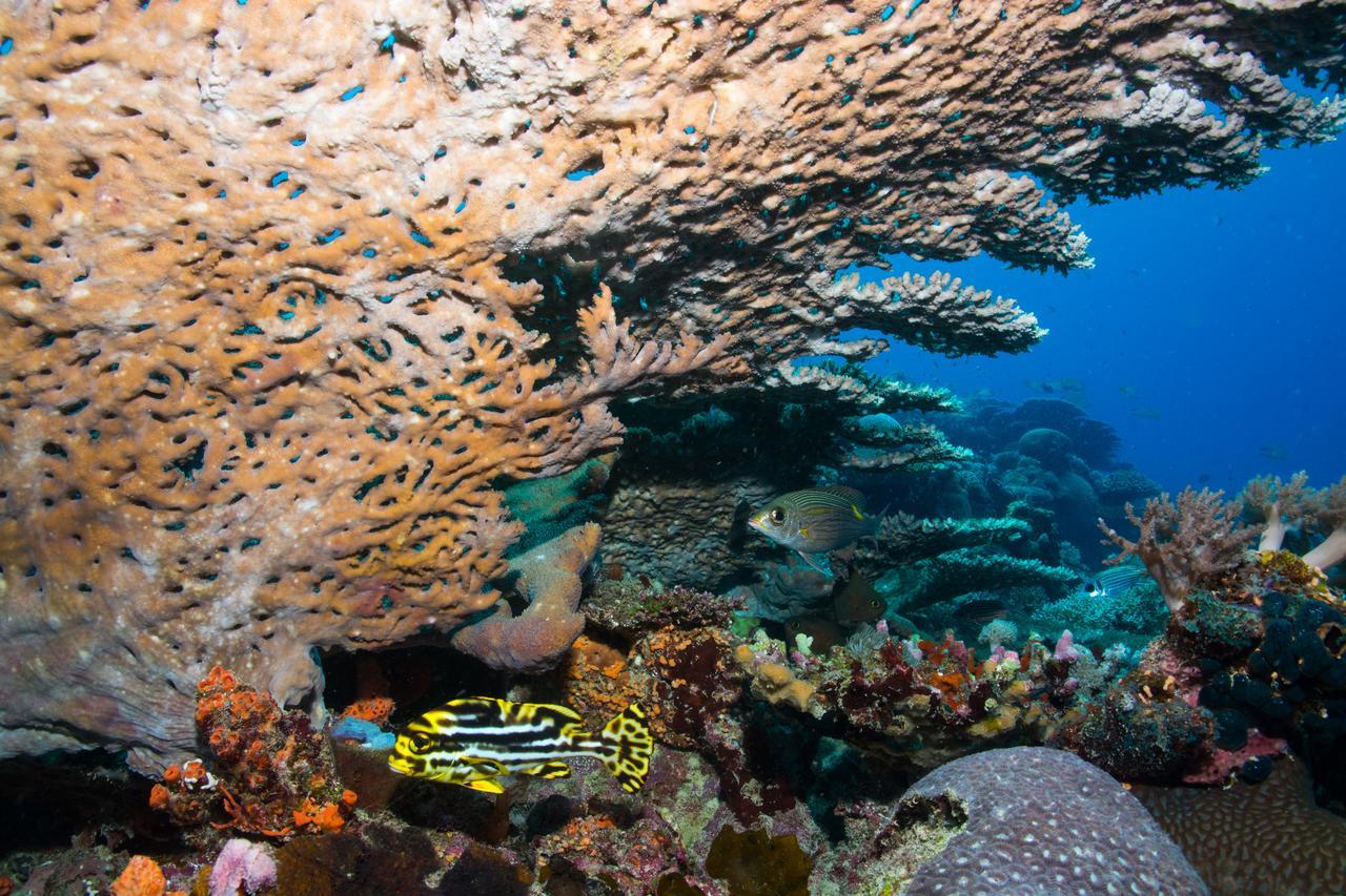 Gecko Nature Lodge Home Of Swahili Divers The Best Dive Center And Famous Gecko Restaurant Verani المظهر الخارجي الصورة