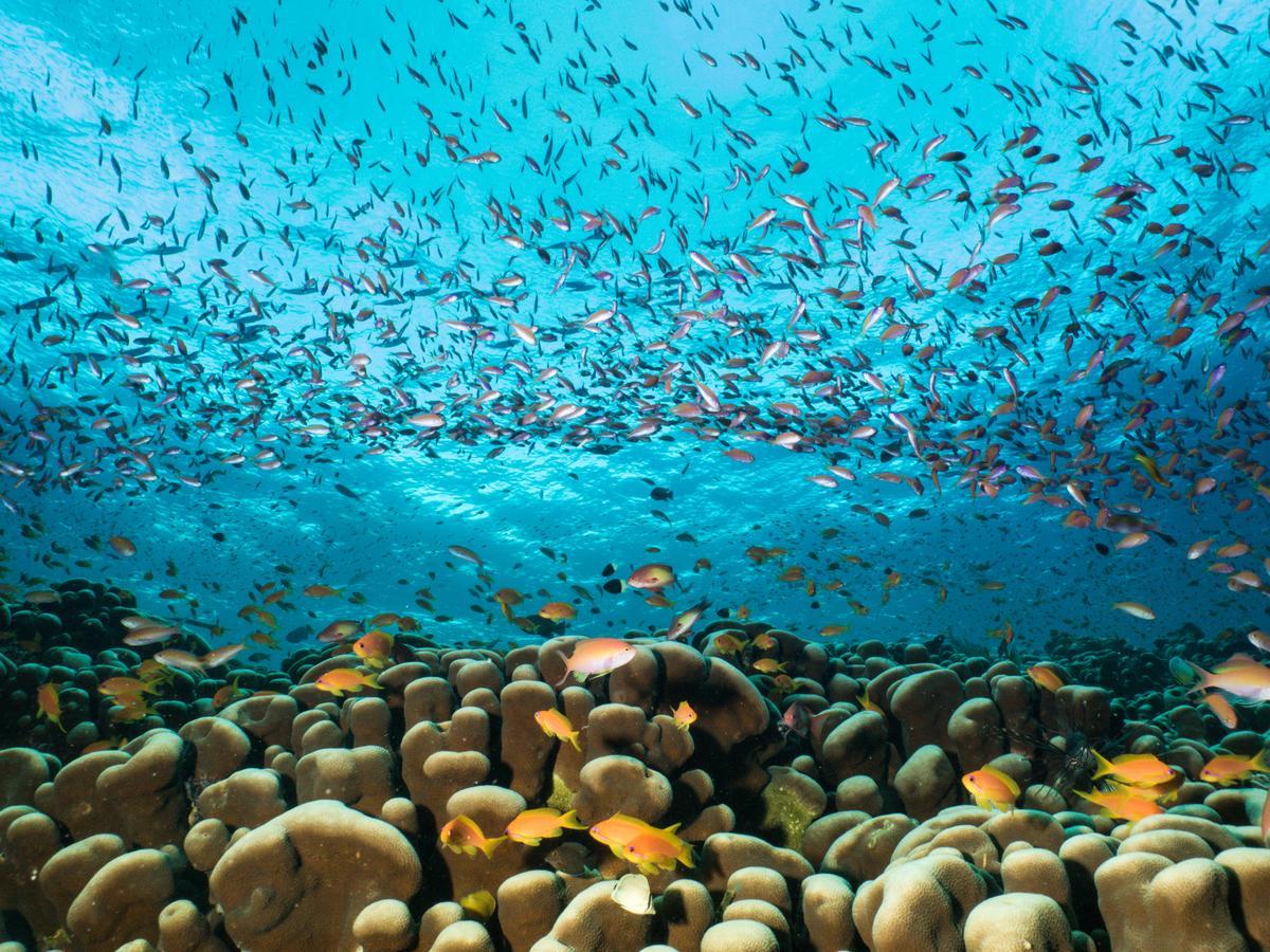 Gecko Nature Lodge Home Of Swahili Divers The Best Dive Center And Famous Gecko Restaurant Verani المظهر الخارجي الصورة