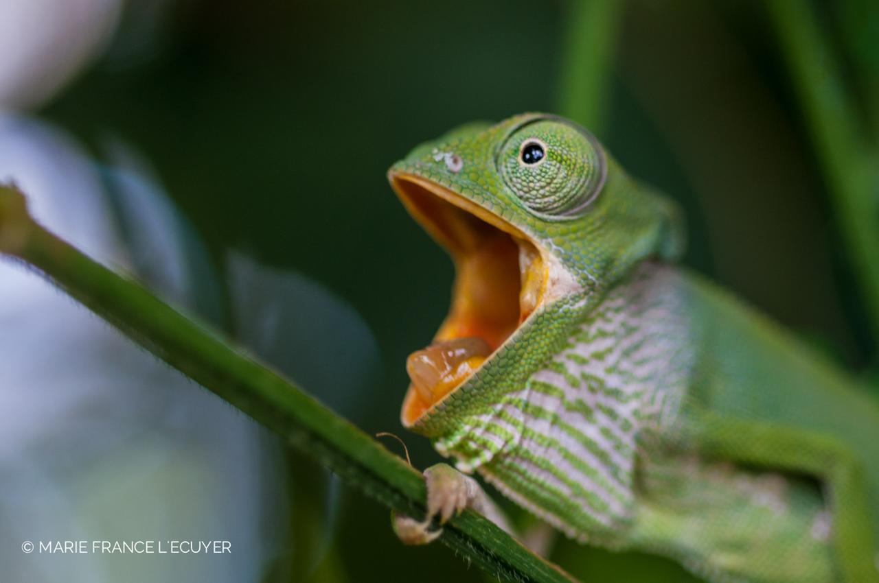 Gecko Nature Lodge Home Of Swahili Divers The Best Dive Center And Famous Gecko Restaurant Verani المظهر الخارجي الصورة