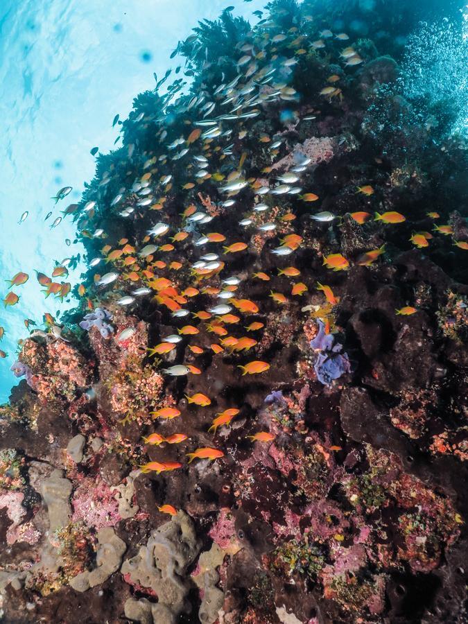 Gecko Nature Lodge Home Of Swahili Divers The Best Dive Center And Famous Gecko Restaurant Verani المظهر الخارجي الصورة