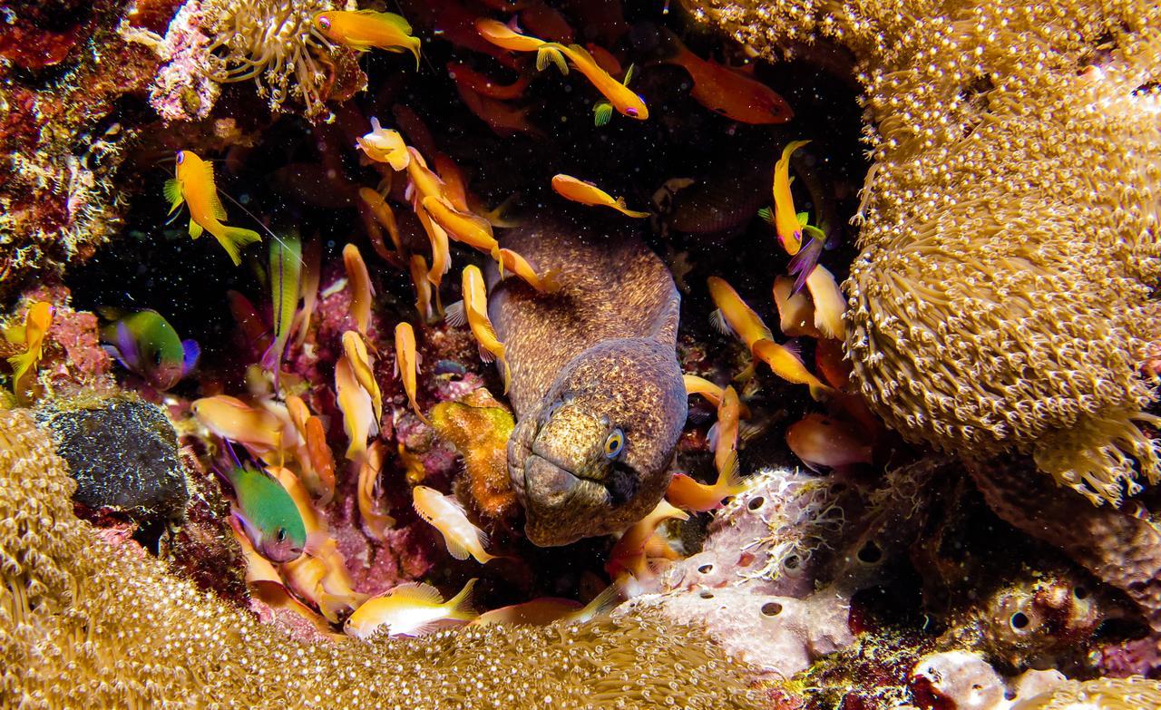 Gecko Nature Lodge Home Of Swahili Divers The Best Dive Center And Famous Gecko Restaurant Verani المظهر الخارجي الصورة