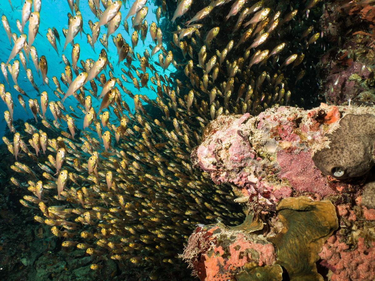 Gecko Nature Lodge Home Of Swahili Divers The Best Dive Center And Famous Gecko Restaurant Verani المظهر الخارجي الصورة