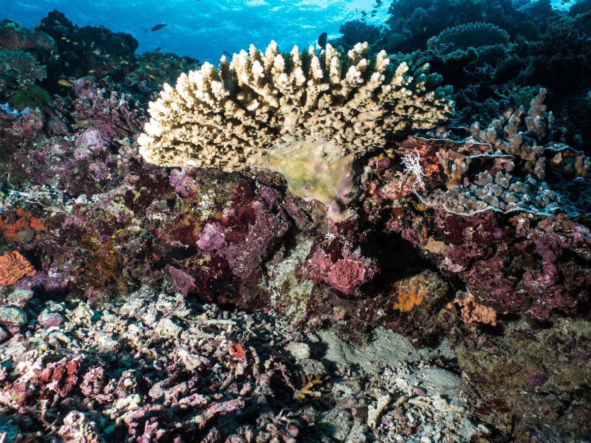 Gecko Nature Lodge Home Of Swahili Divers The Best Dive Center And Famous Gecko Restaurant Verani المظهر الخارجي الصورة