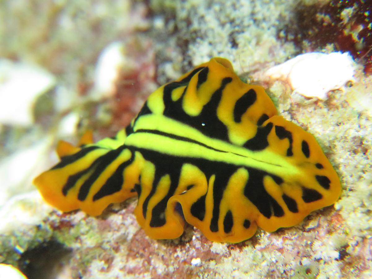 Gecko Nature Lodge Home Of Swahili Divers The Best Dive Center And Famous Gecko Restaurant Verani المظهر الخارجي الصورة