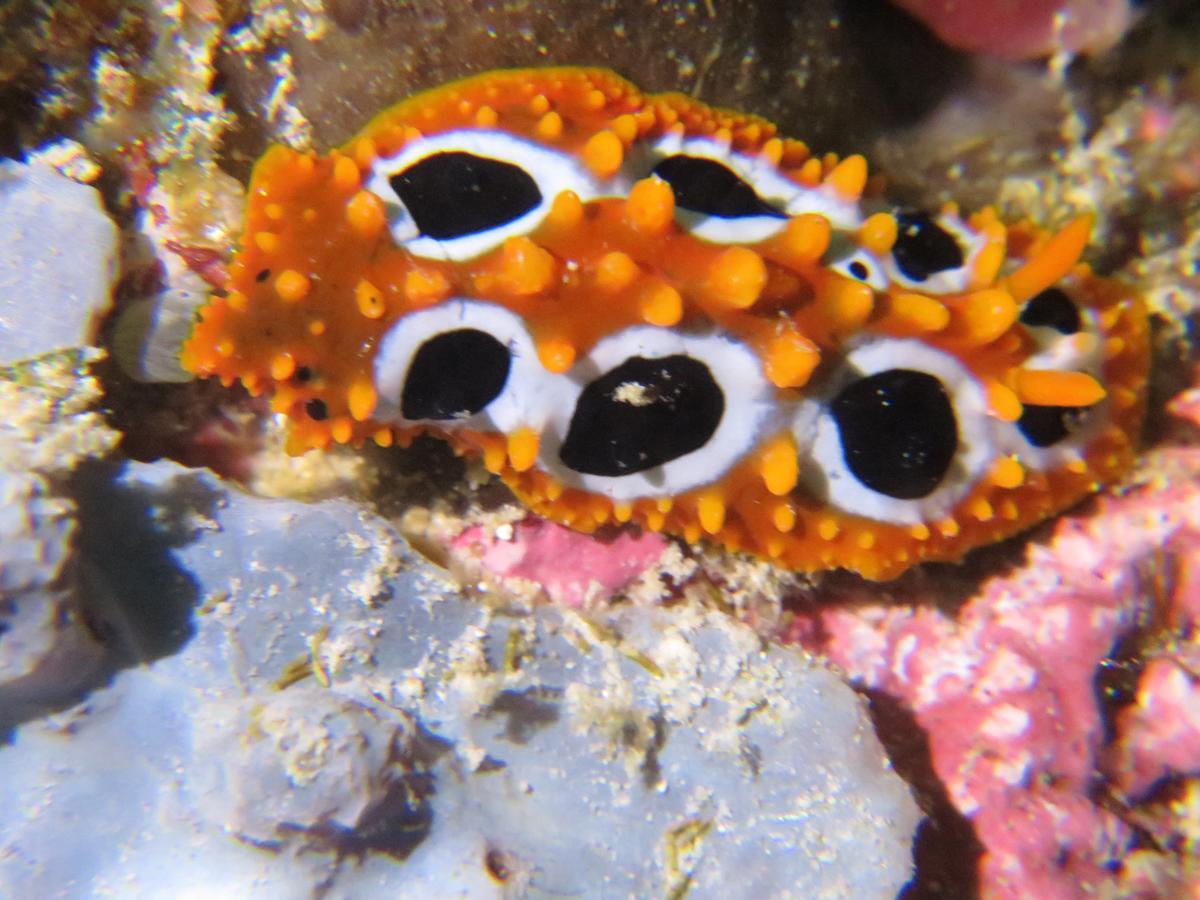 Gecko Nature Lodge Home Of Swahili Divers The Best Dive Center And Famous Gecko Restaurant Verani المظهر الخارجي الصورة