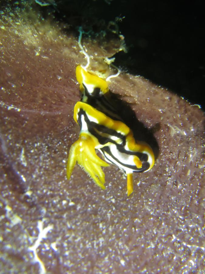 Gecko Nature Lodge Home Of Swahili Divers The Best Dive Center And Famous Gecko Restaurant Verani المظهر الخارجي الصورة