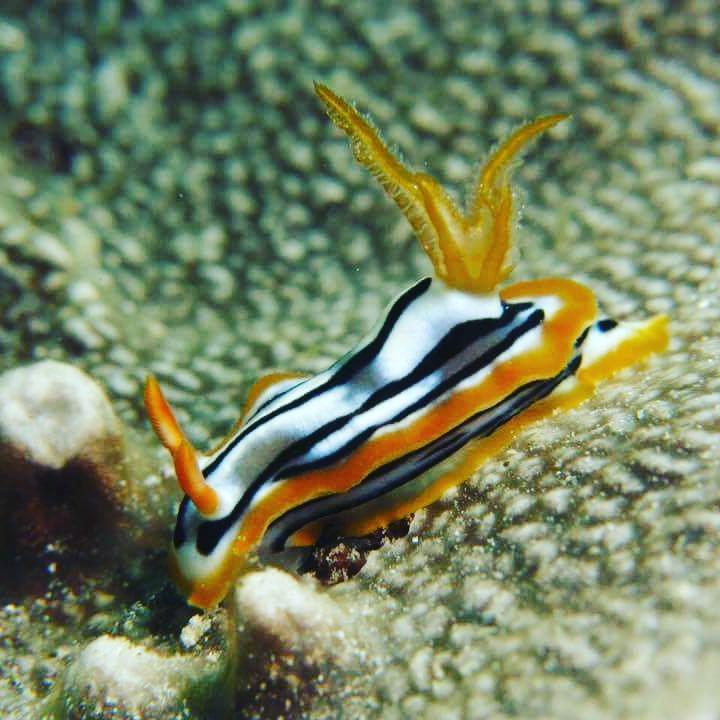 Gecko Nature Lodge Home Of Swahili Divers The Best Dive Center And Famous Gecko Restaurant Verani المظهر الخارجي الصورة
