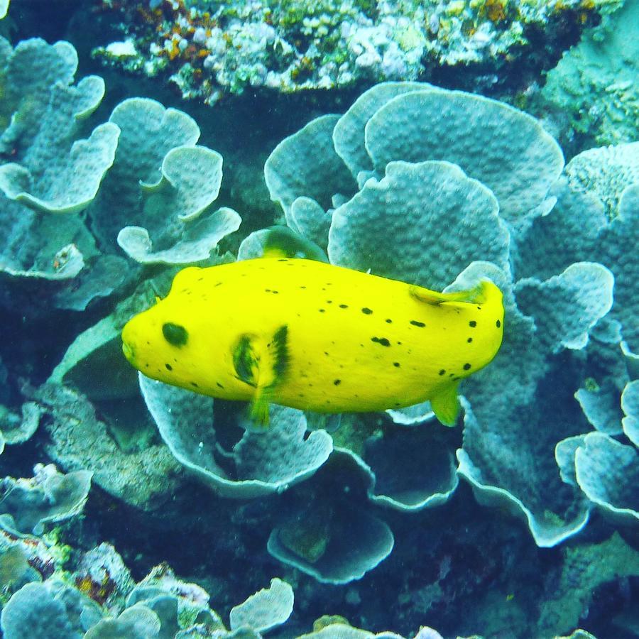 Gecko Nature Lodge Home Of Swahili Divers The Best Dive Center And Famous Gecko Restaurant Verani المظهر الخارجي الصورة