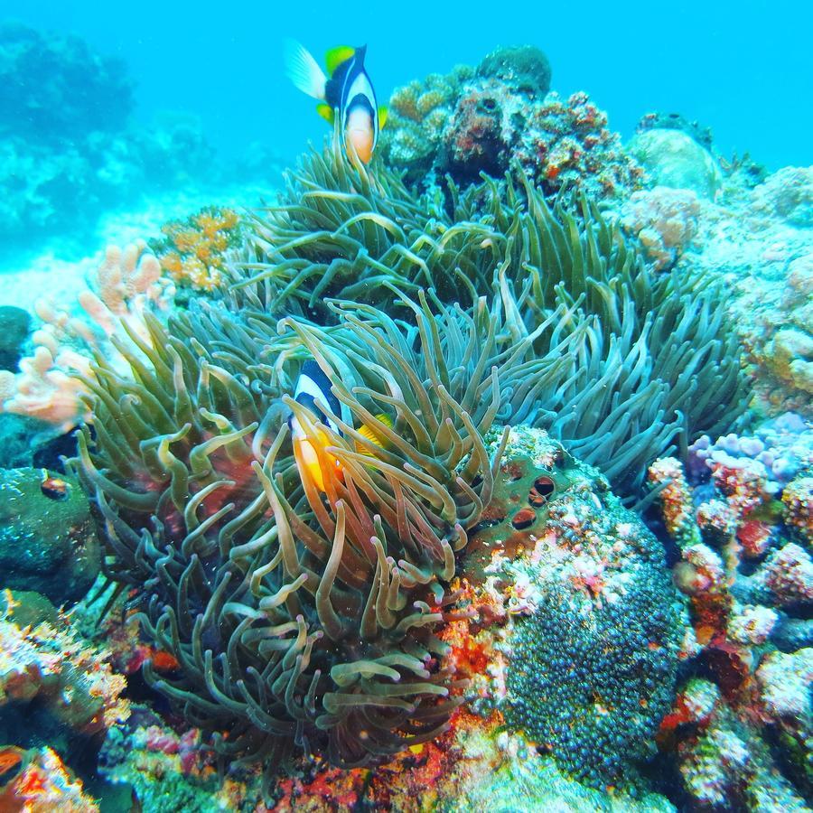 Gecko Nature Lodge Home Of Swahili Divers The Best Dive Center And Famous Gecko Restaurant Verani المظهر الخارجي الصورة