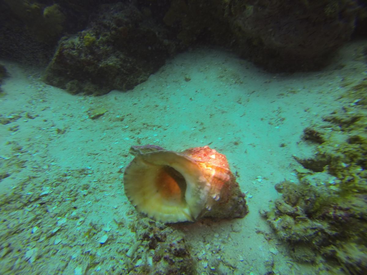 Gecko Nature Lodge Home Of Swahili Divers The Best Dive Center And Famous Gecko Restaurant Verani المظهر الخارجي الصورة